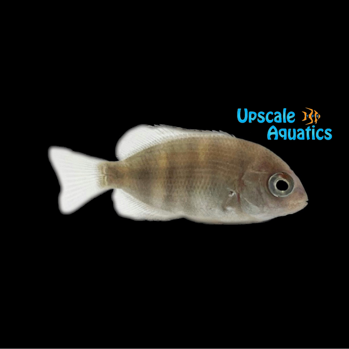 Pinstripe Damba Cichlid (Paretroplus menarambo)