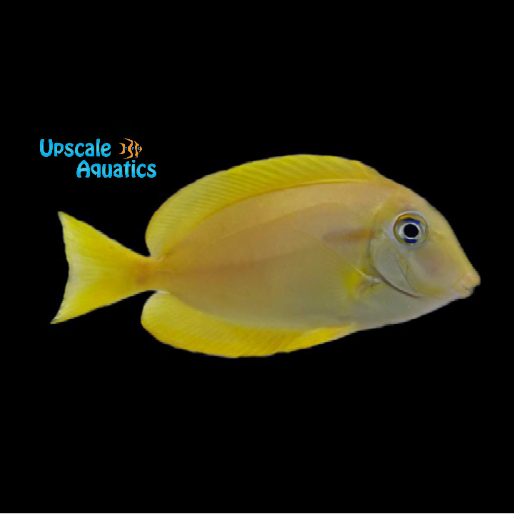 Orange Shoulder Tang - Juvenile (Acanthurus olivaceus)