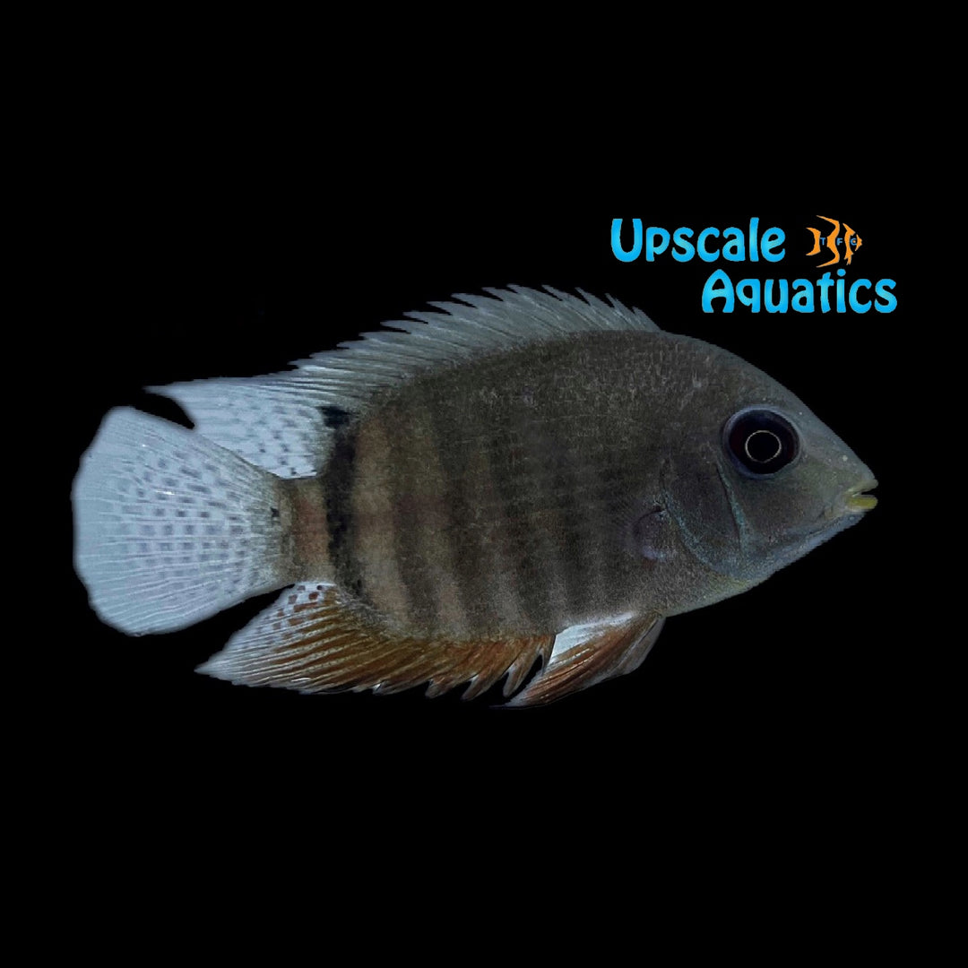 Inirida Spotted Severum (Heros sp. 'Inirida')