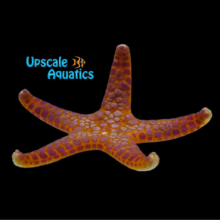 Marbled Tile Starfish (Paraferdina plakos)