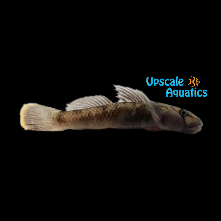 Henchuenensis Goby (Rhinogobius henchuenensis)