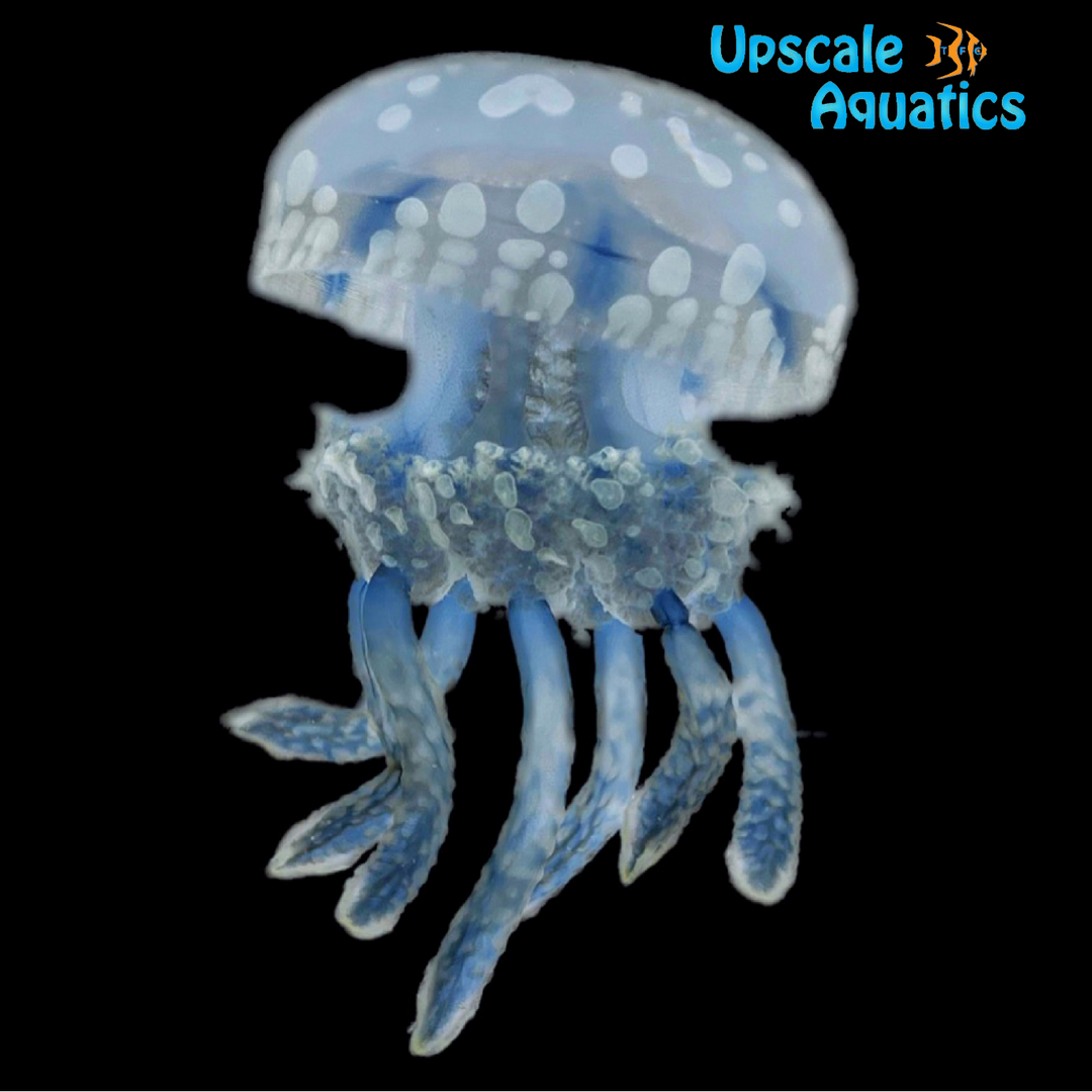 Spotted Lagoon Jellyfish (Mastigias papua)