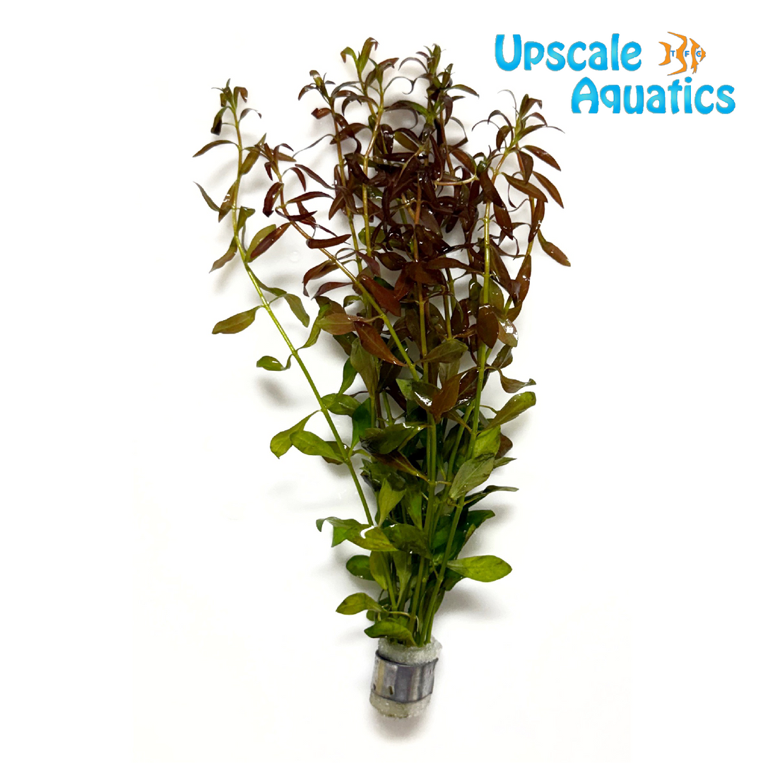 Ludwigia Palustris