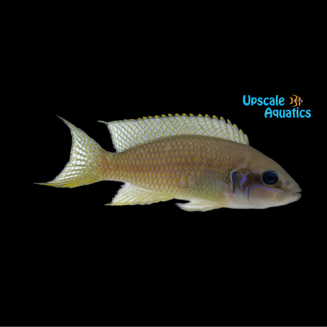 Blue Face Brichardi Cichlid (Neolamprologus brichardi kipili)