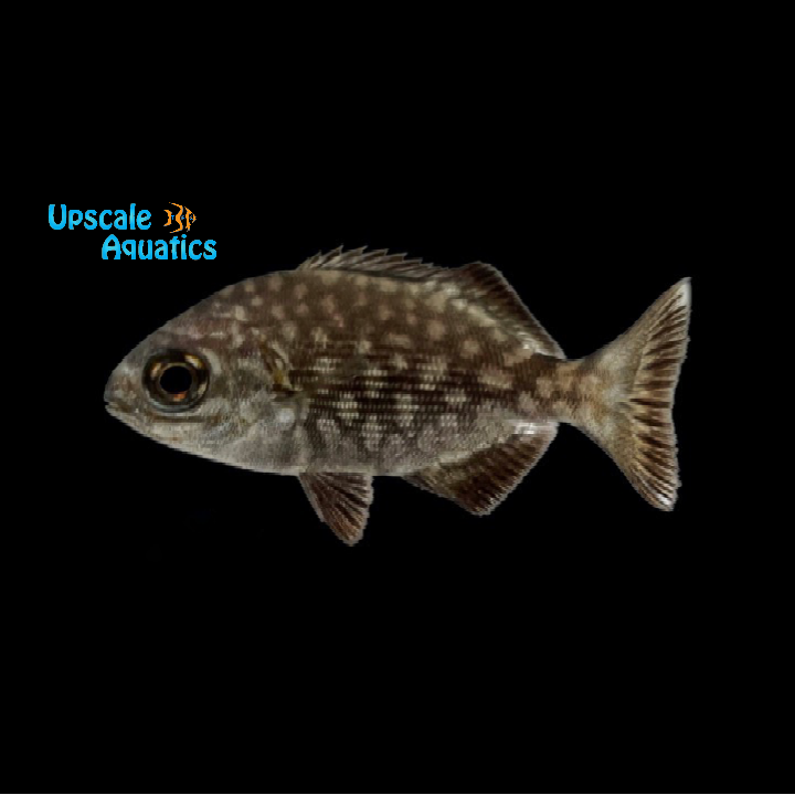 Bermuda Chub (Kyphosus sectatrix)