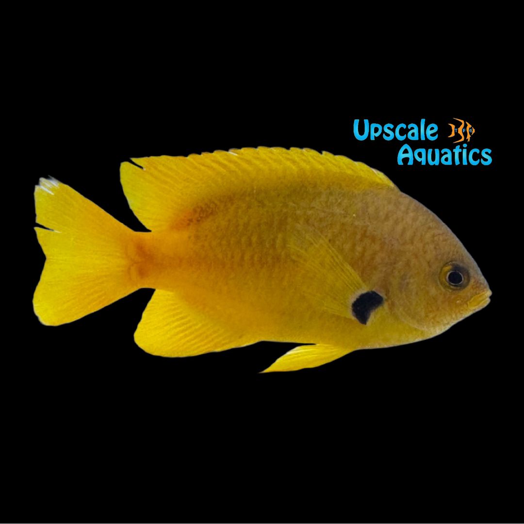 Sulphur Damsel (Pomacentrus sulfureus)