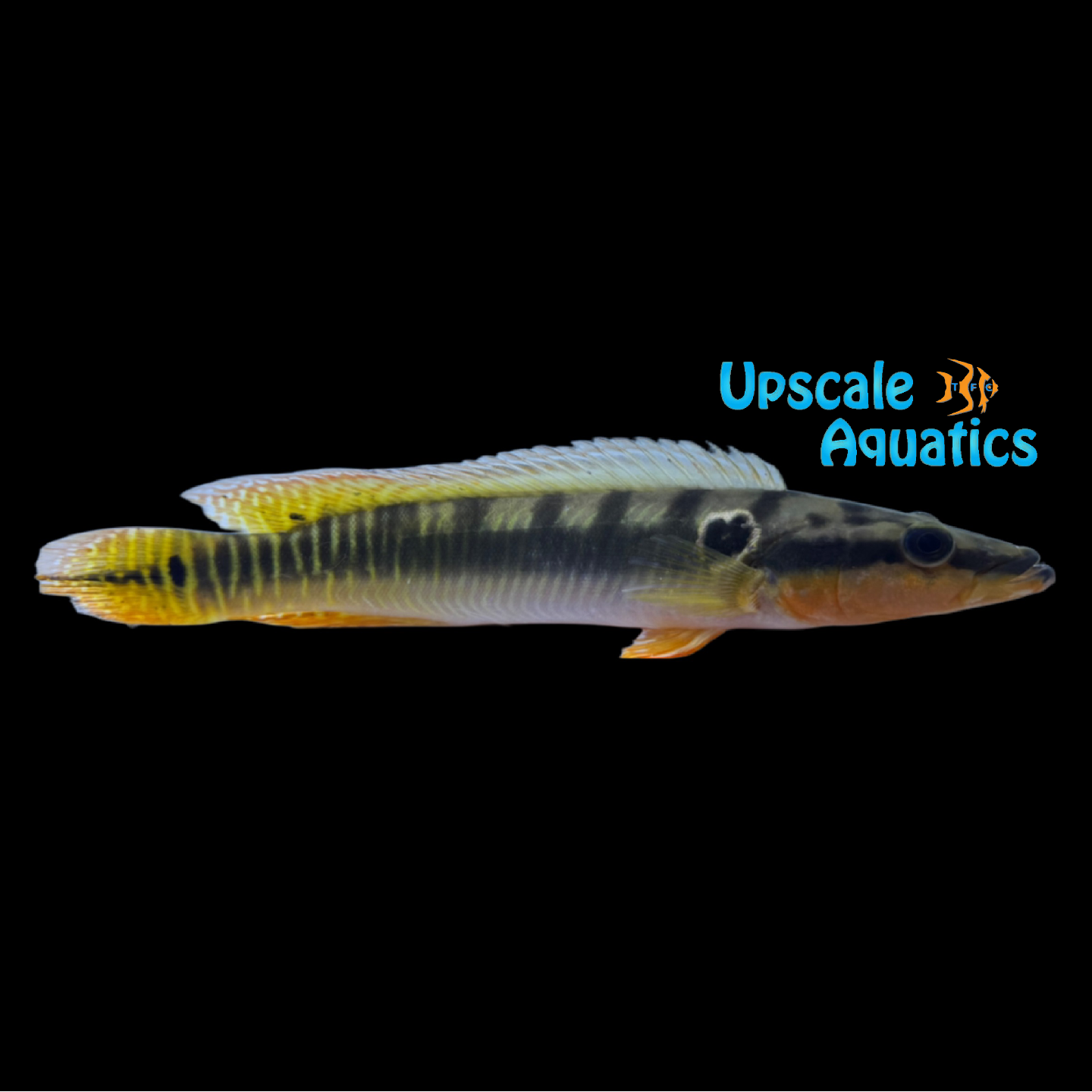 Zebrina Pike Cichlid (Crenicichla zebrina) – Upscale Aquatics