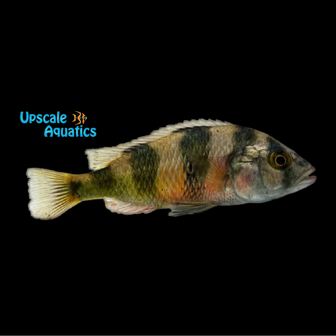 Zebra Obliquidens Cichlid (Astatotilapia latifasciata)