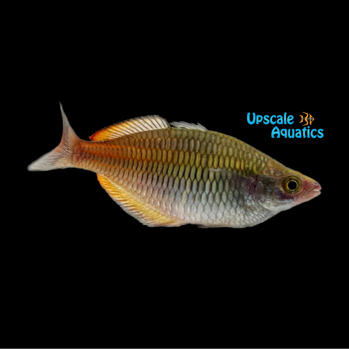 Boesemani Rainbowfish (Melanotaenia boesemani)