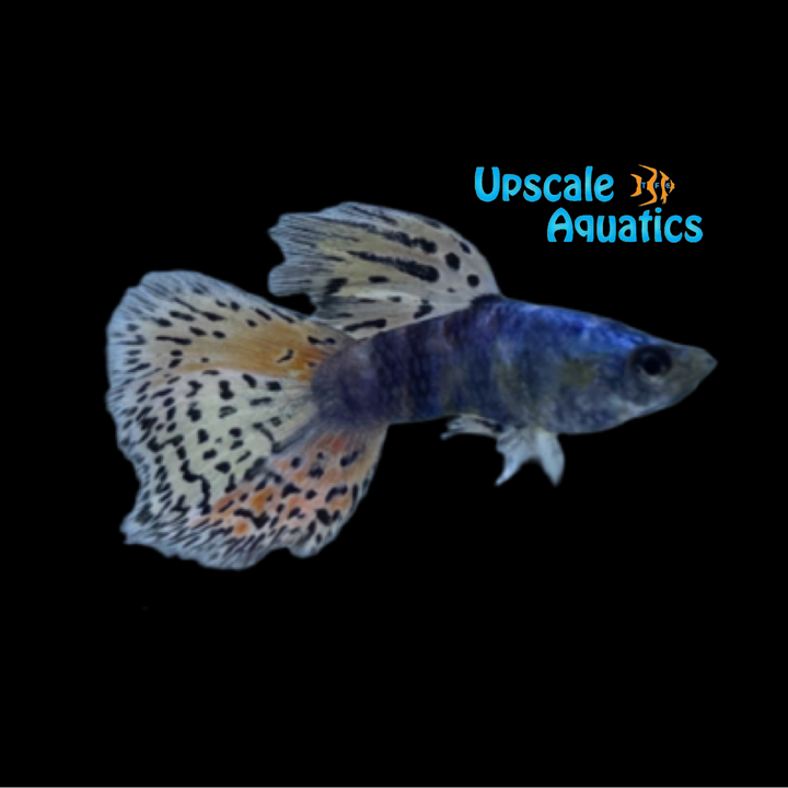 Siam Lazuri Rainbow Red Mosaic Guppy (Poecilia reticulata)