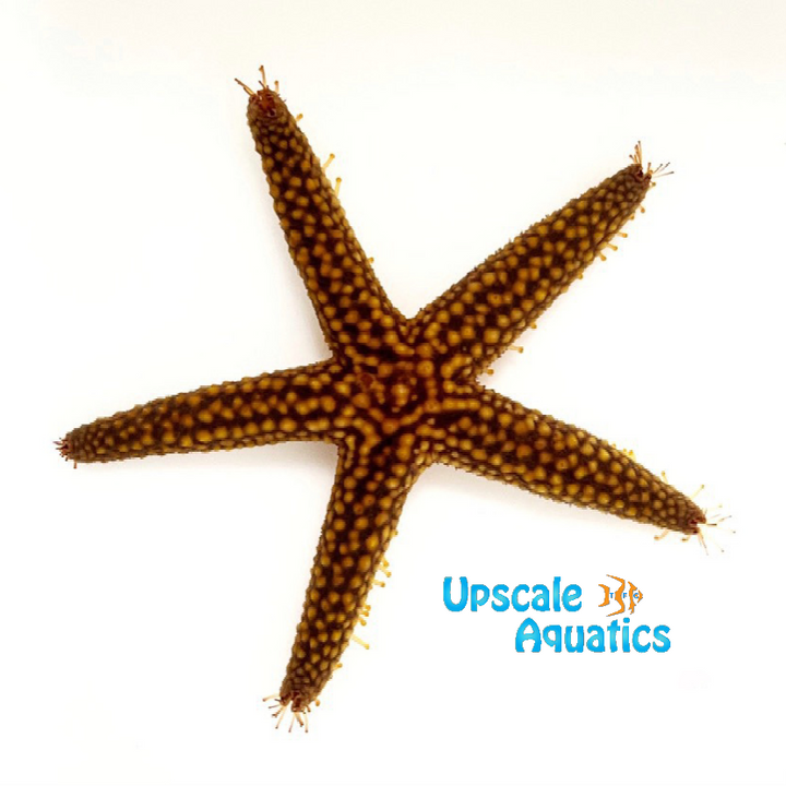 Conical Spined Sea Star (Echinaster sentus)