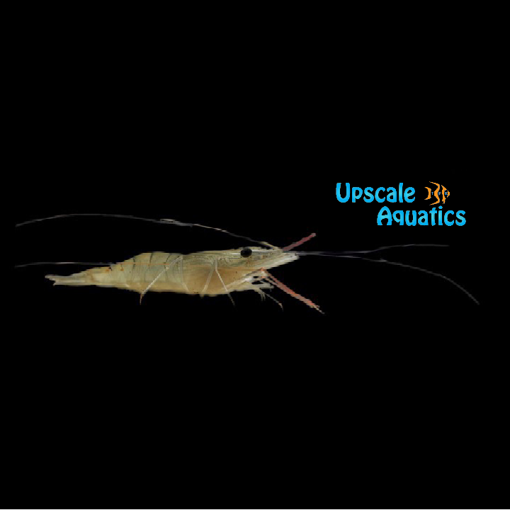 Giant Freshwater Prawn (Macrobrachium rosenbergii)