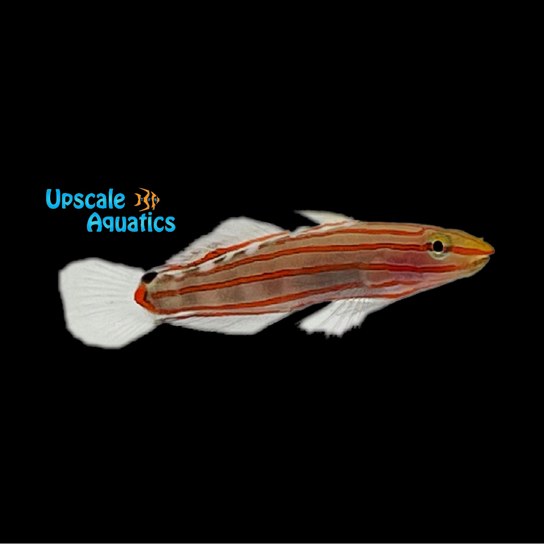 Court Jester Goby - Captive Bred (Koumansetta rainfordi)