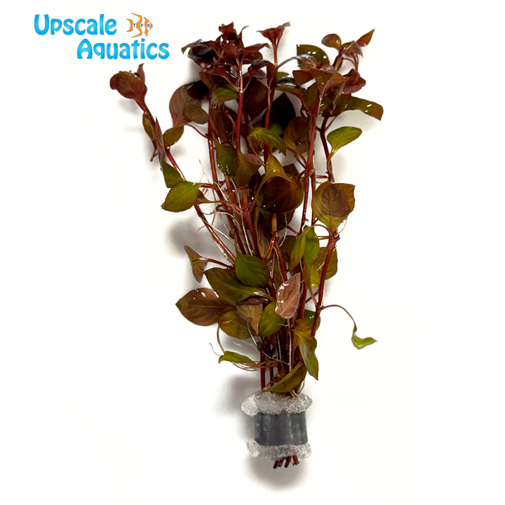 Ludwigia Palustris 'Red'
