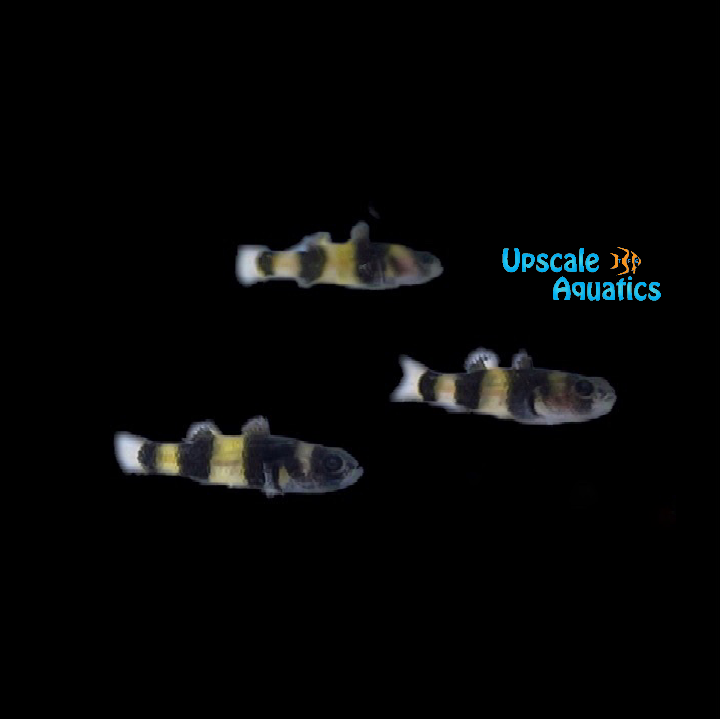Bumblebee Goby (Brachygobius doriae)