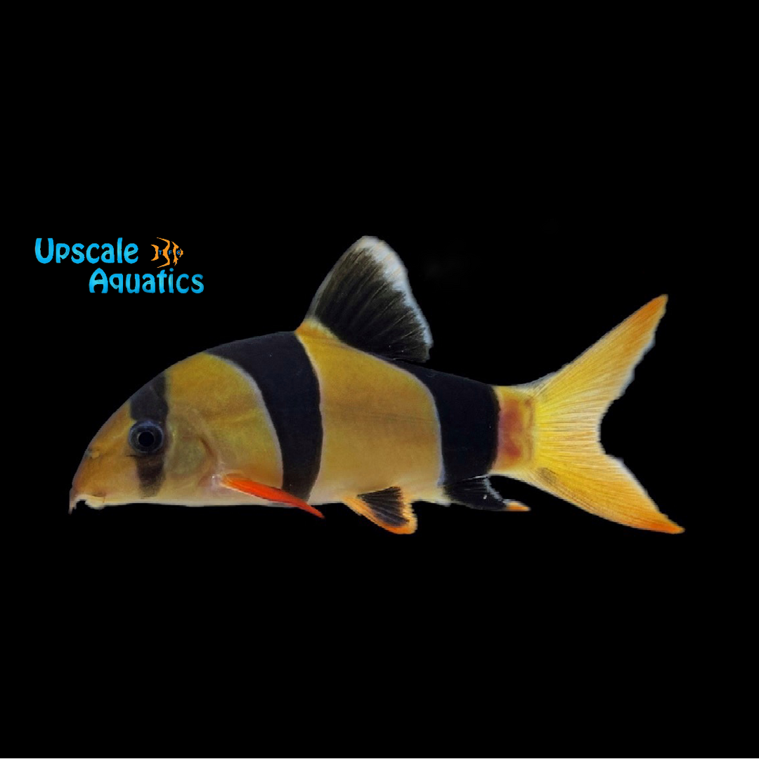 Clown Loach (Chromobotia macracanthus)