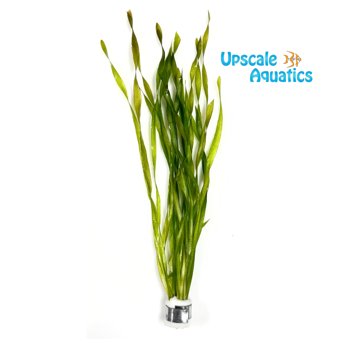 Contortion Corkscrew Val (Vallisneria contortionist)