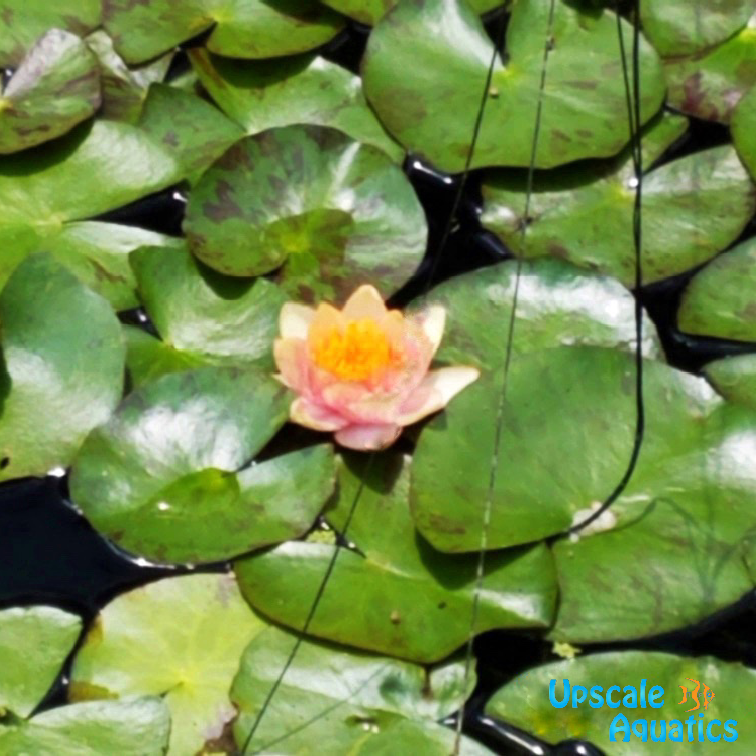 Georgia Peach Hardy Water Lily (Nymphaea sp.)