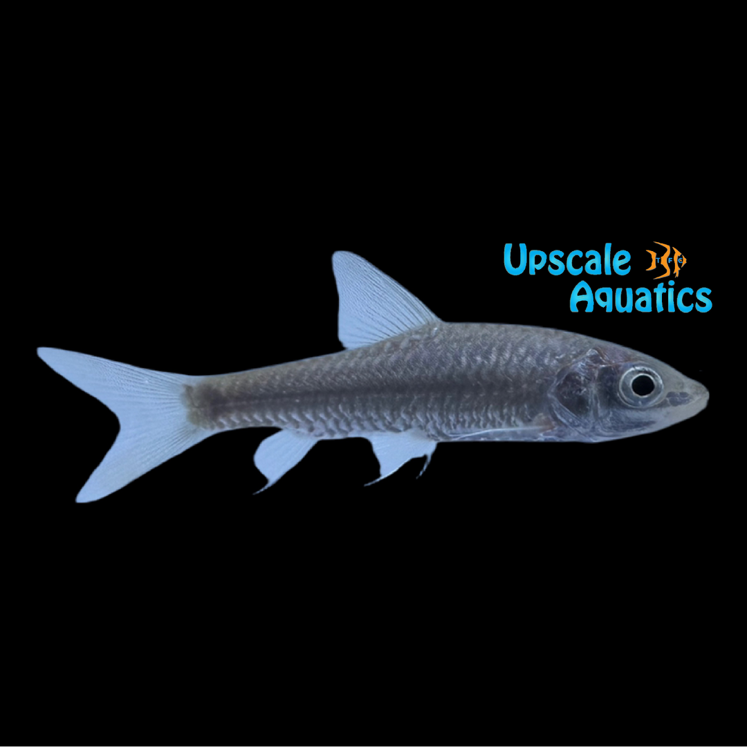 Redtail Golden Mahseer (Tor yingjiangensis)
