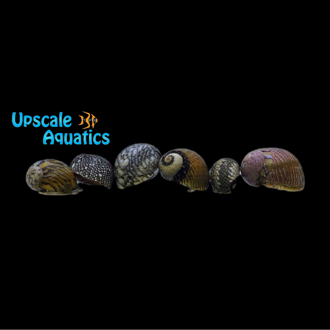 Virgin Nerite Snail (Vitta virginea)