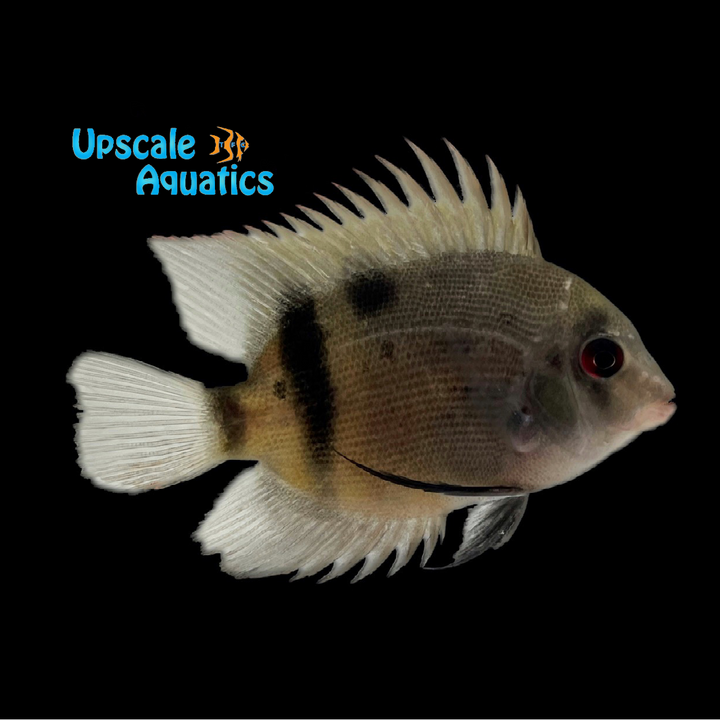 Panda Uaru (Uaru fernandezyepezi)