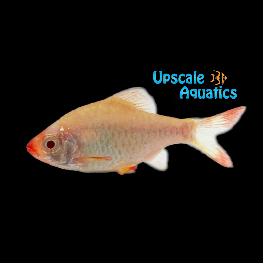 Albino Platinum Tiger Barb (Puntigrus tetrazona 'Platinum Albino')