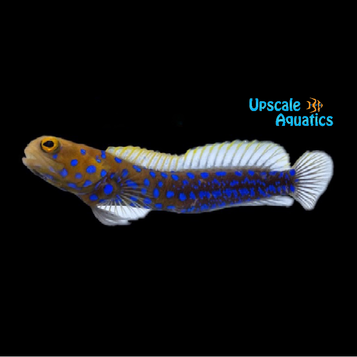 Blue Dot Jawfish (Opistognathus rosenblatti)