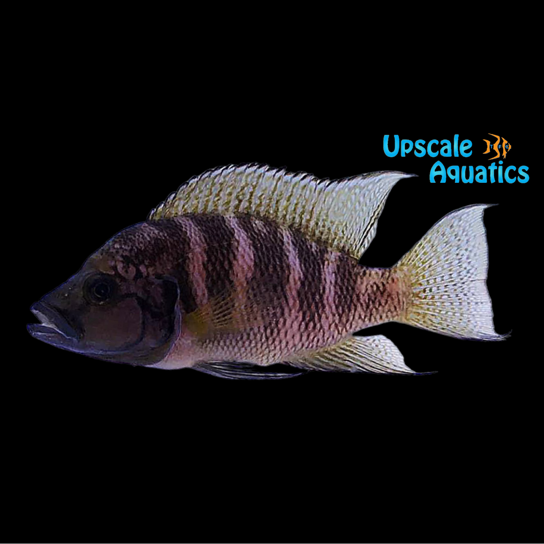 Striped Brichardi Cichlid (Neolamprologus savoryi)