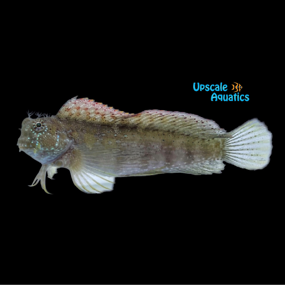 African Redfin Lawnmower Blenny (Salarias fasciatus)