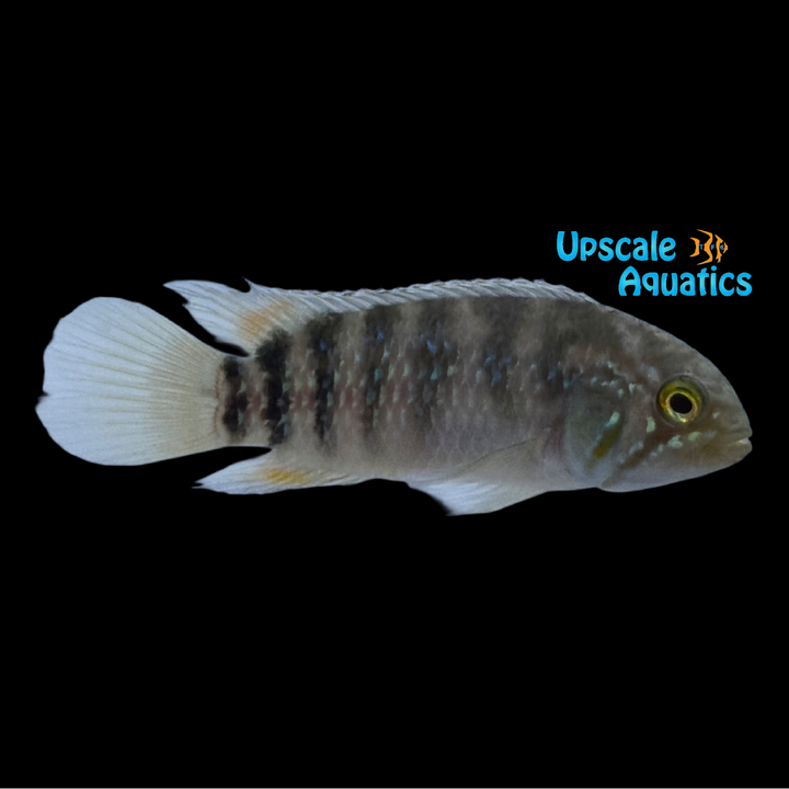 Zebra Acara Cichlid (Ivanacara adoketa)