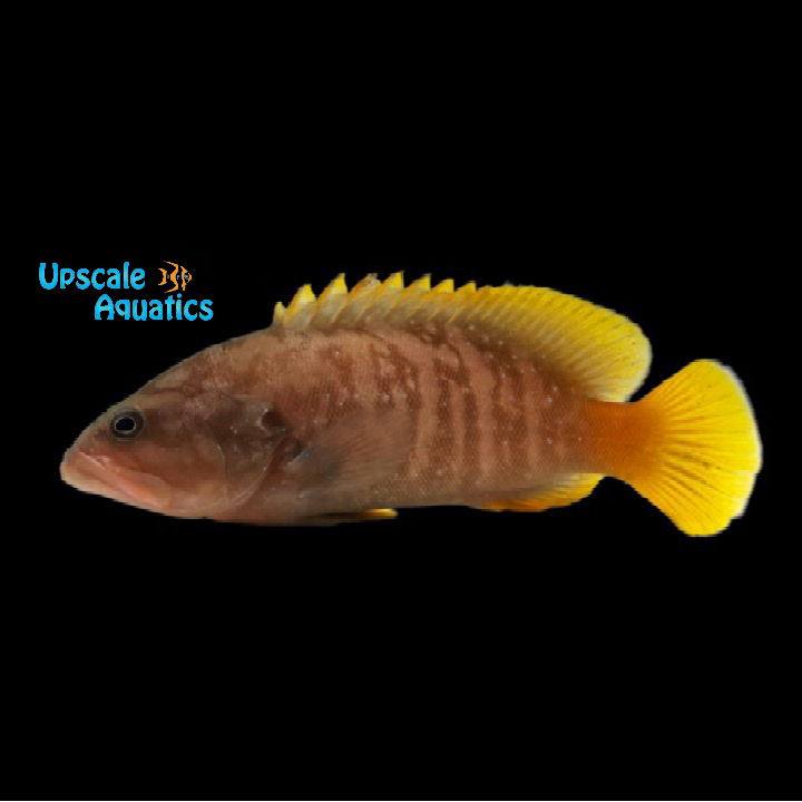 Bluespotted Hind Grouper - Juvenile (Cephalopholis cyanostigma)