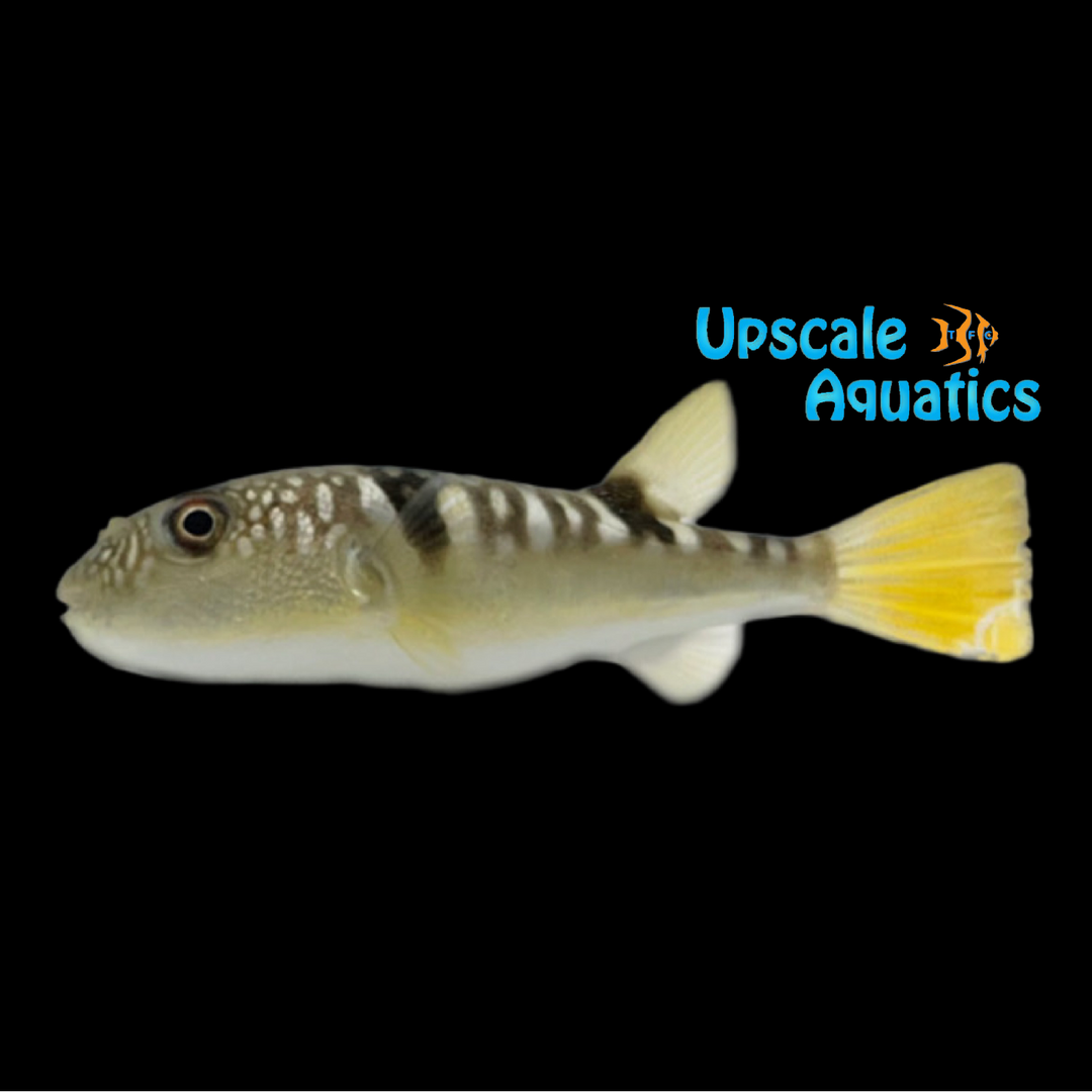 Lattice Blaasop Puffer (Takifugu oblongus)