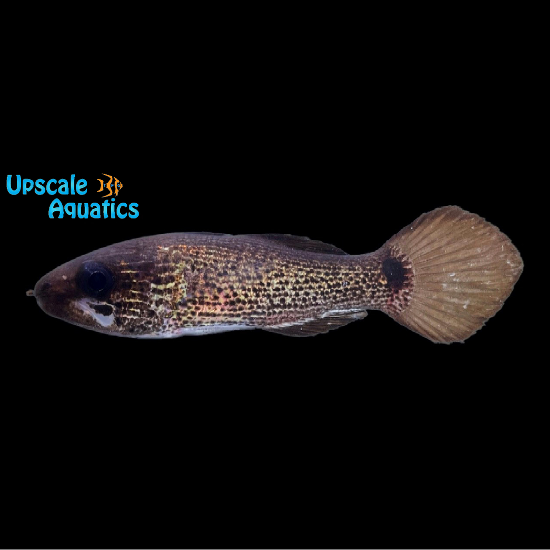 White Jawed Cardinalfish (Pseudamia amblyuroptera)