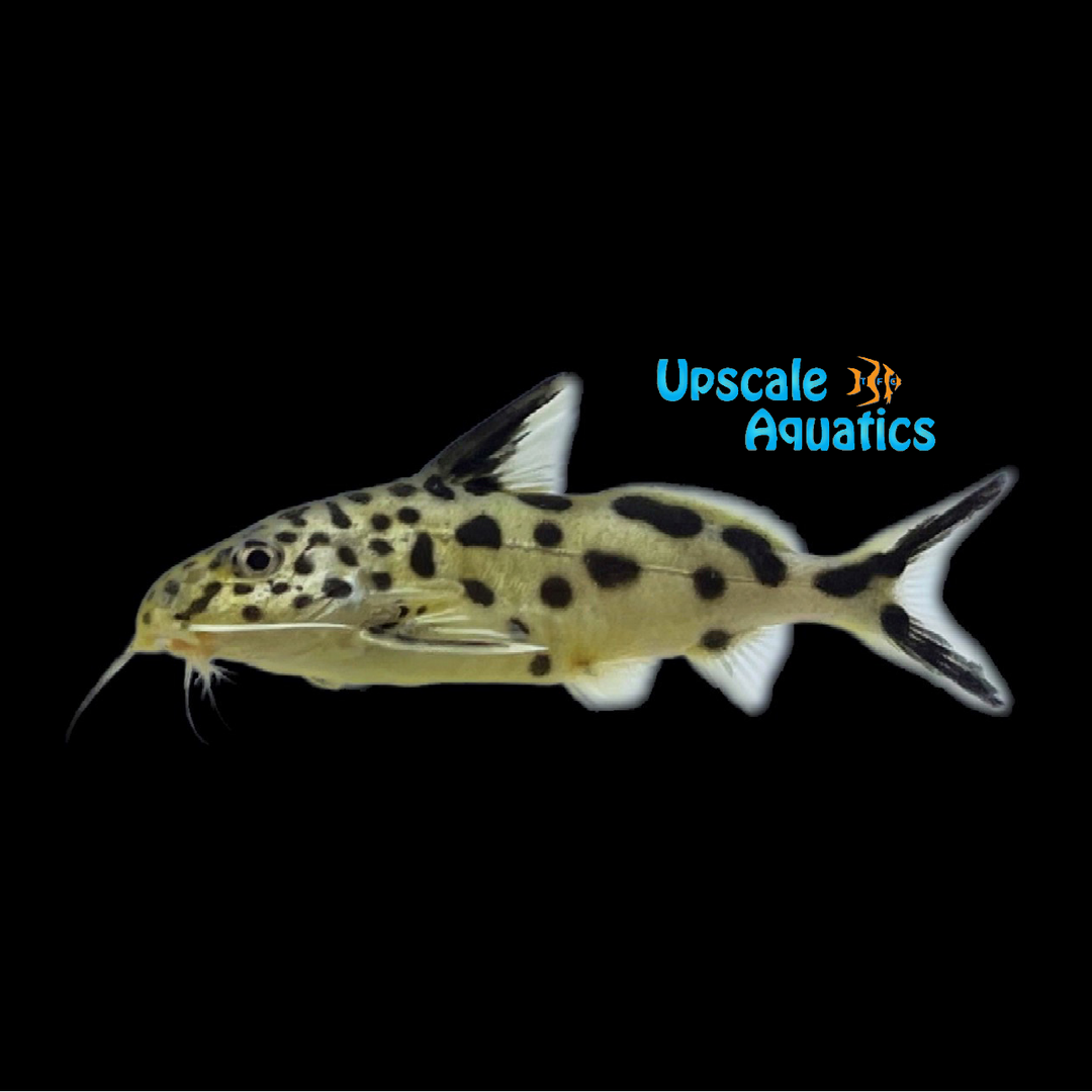 Gold Synodontis Multipunctatus
