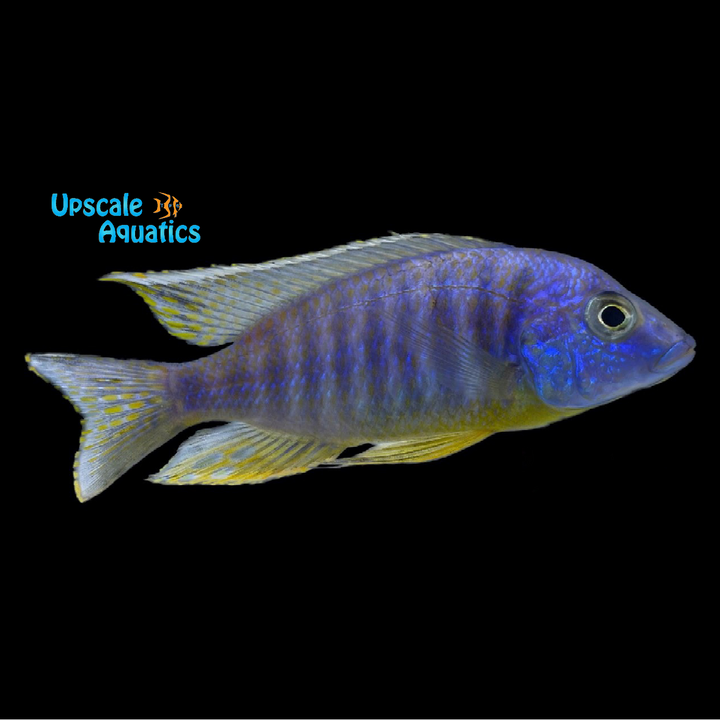 Assorted Hybrid Haplochromis (Protomelas sp. x)