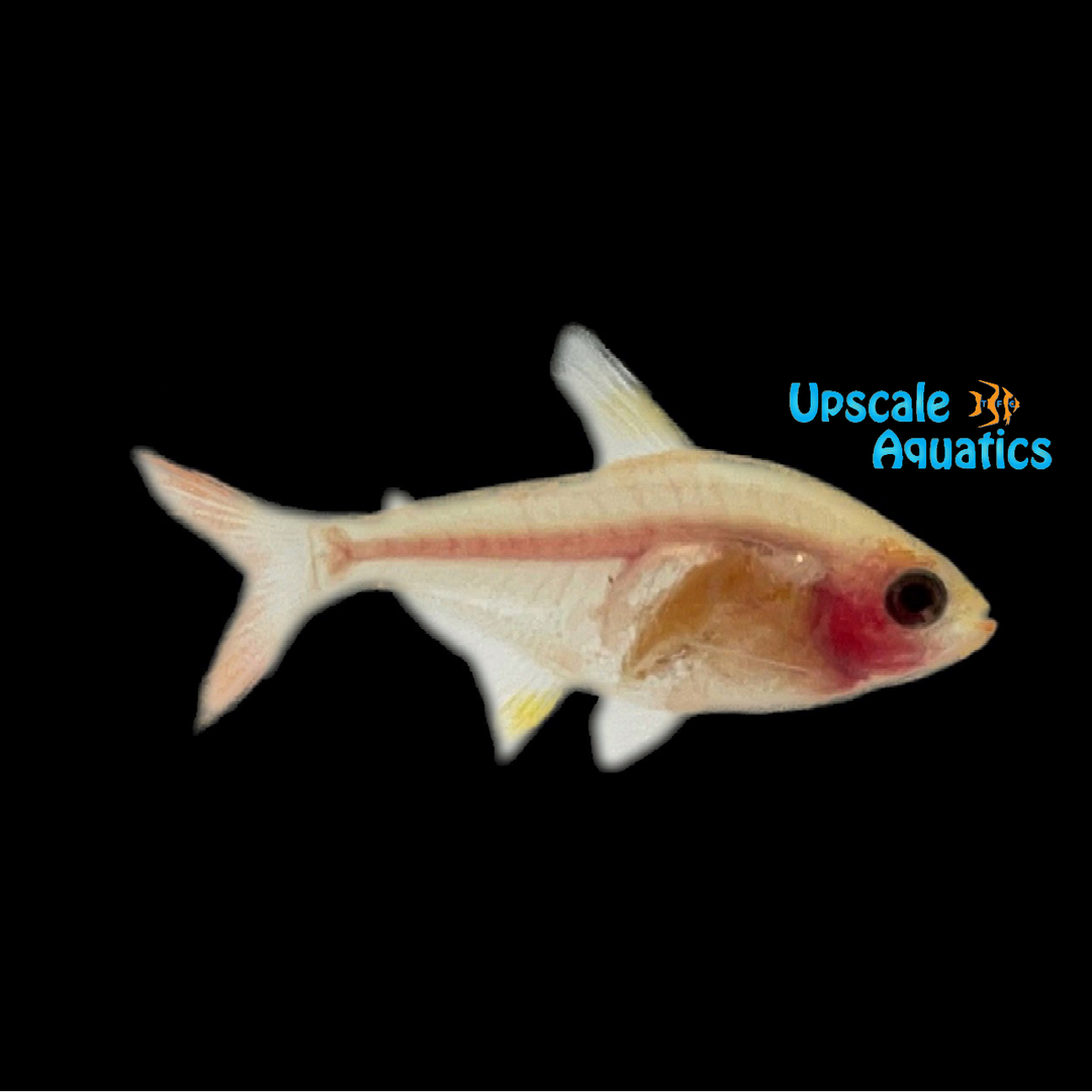 Gold Blushing X-Ray Tetra (Pristella maxillaris)