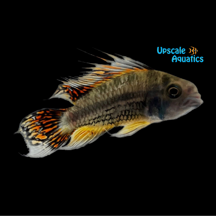 Double Red Apisto. Cacatuoides (Apistogramma cacatuoides 'double red')