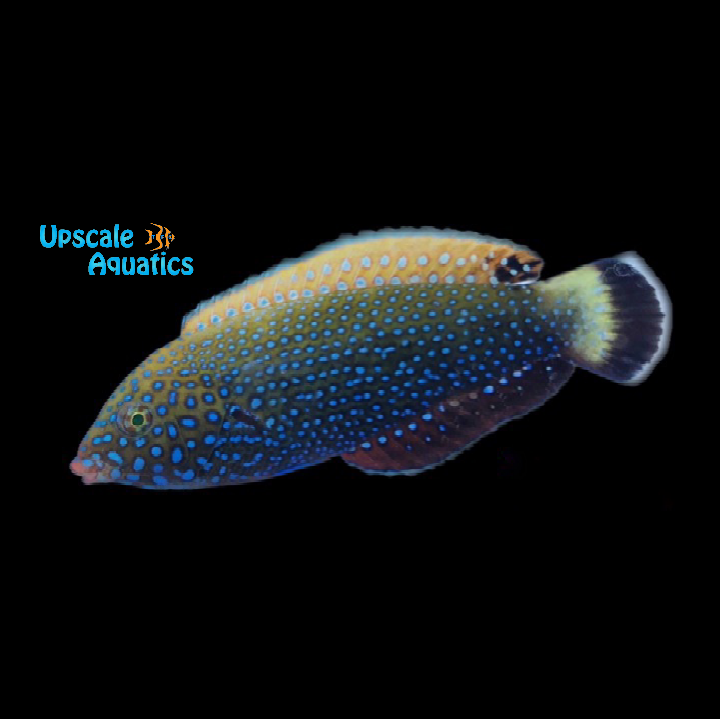 Blue Spotted Tamarin Wrasse (Anampses caeruleopunctatus)
