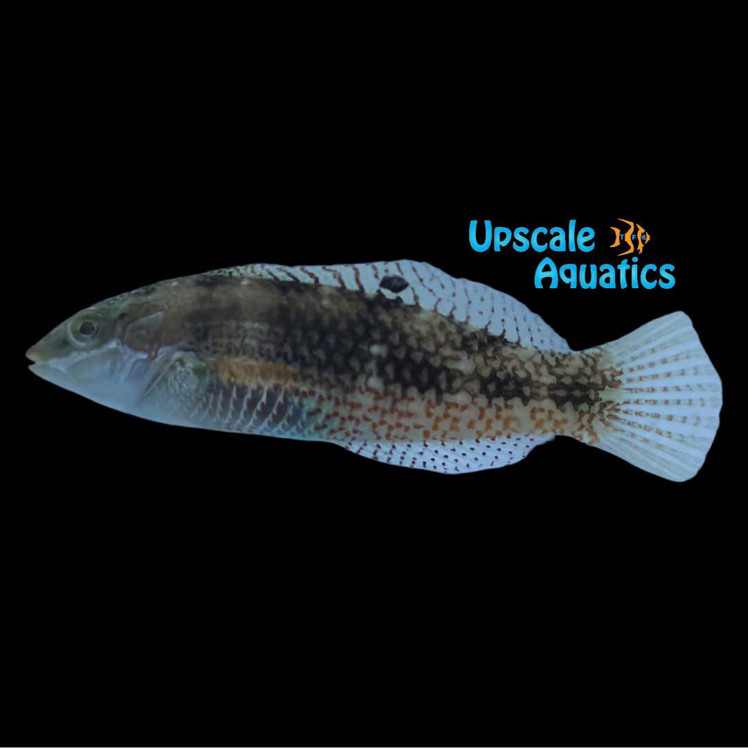 Circle Cheek Wrasse (Halichoeres miniatus)