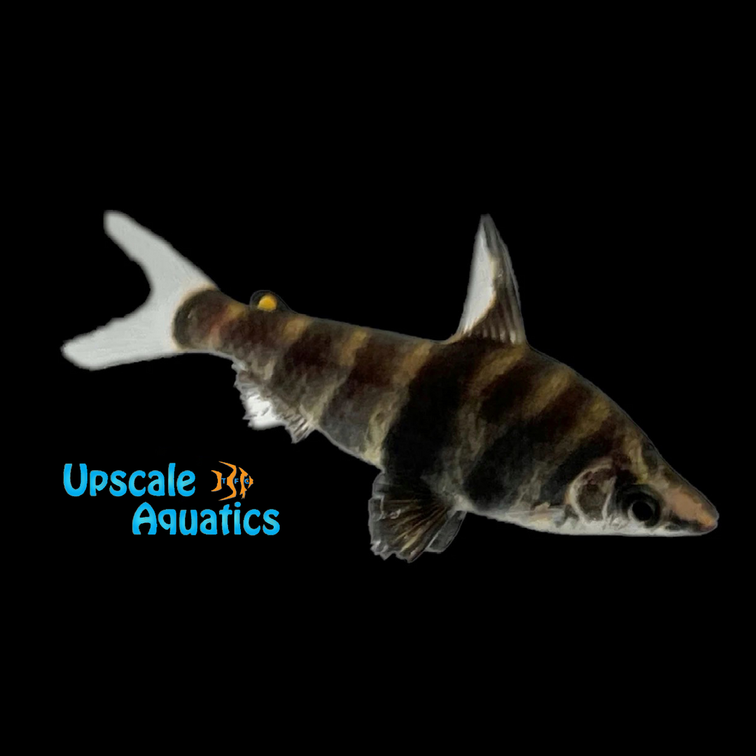 Marbled Headstander (Abramites hypselonotus)