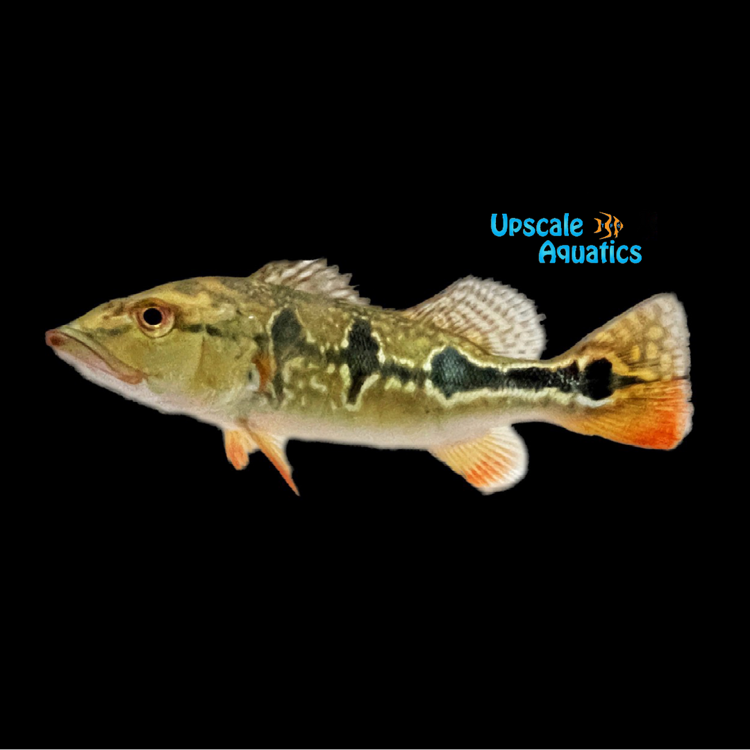 Brokopondo Peacock Bass (Cichla cf. ocellaris 'brokopondo')