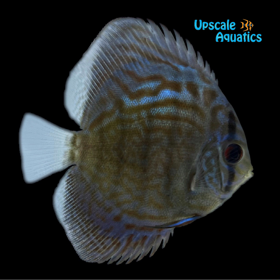 Cobalt Blue Discus (Symphysodon aequifasciatus)