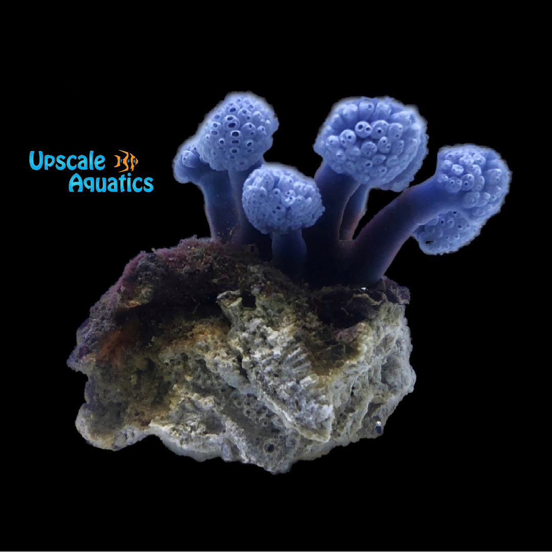 Blue Lollipop Tunicate (Nephtheis fascicularis)