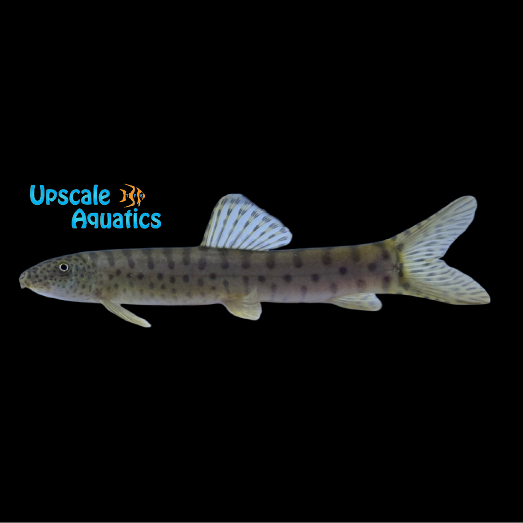 Jiangxi Golden Spotted Loach (Parabola kiangsiensis)