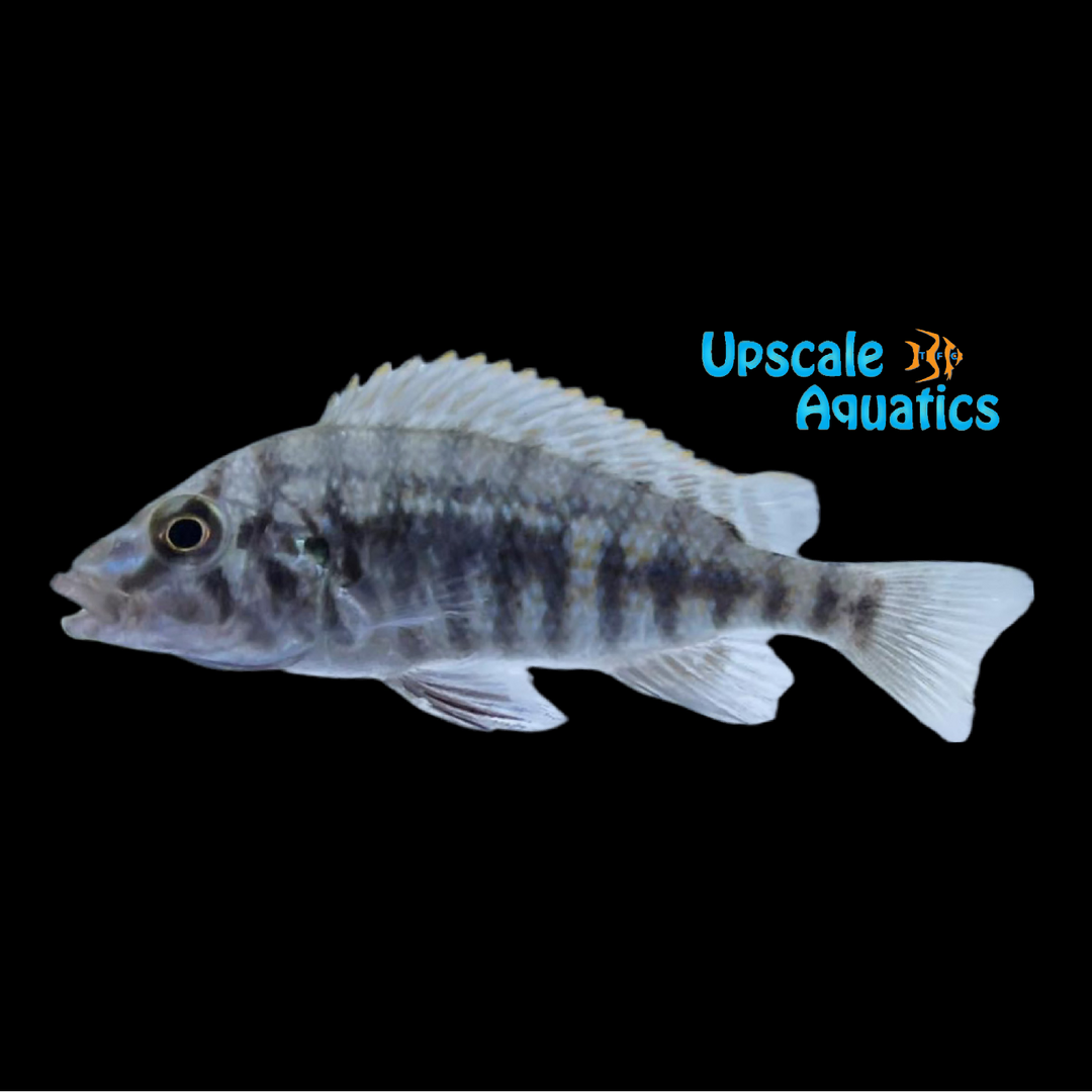 Lobochilotes Labiatus