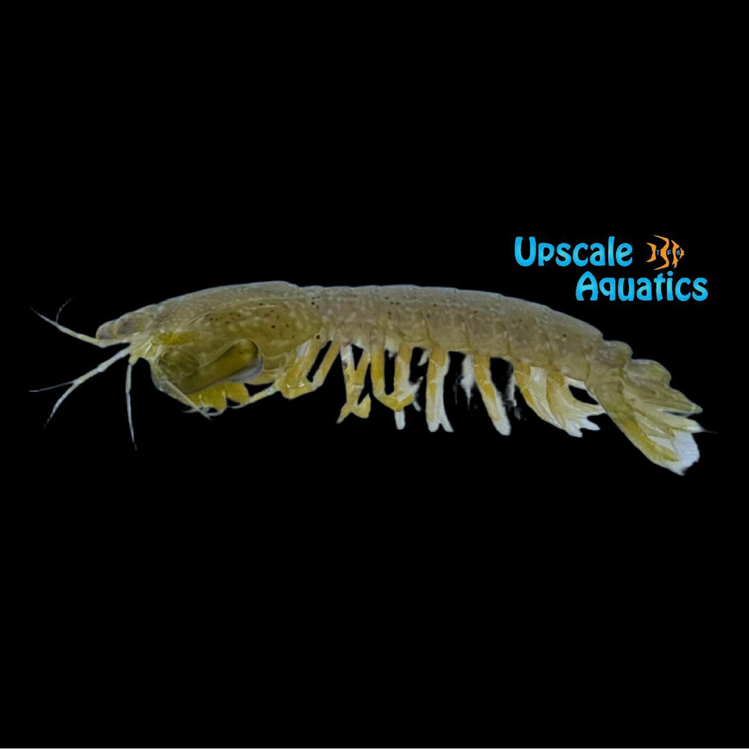Caribbean Rock Mantis Shrimp (Neogonodactylus wennerae)