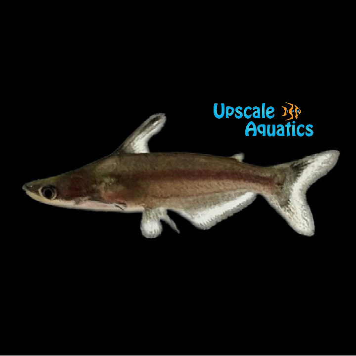 Silver Dolphin Catfish (Ageneiosus atronasus)