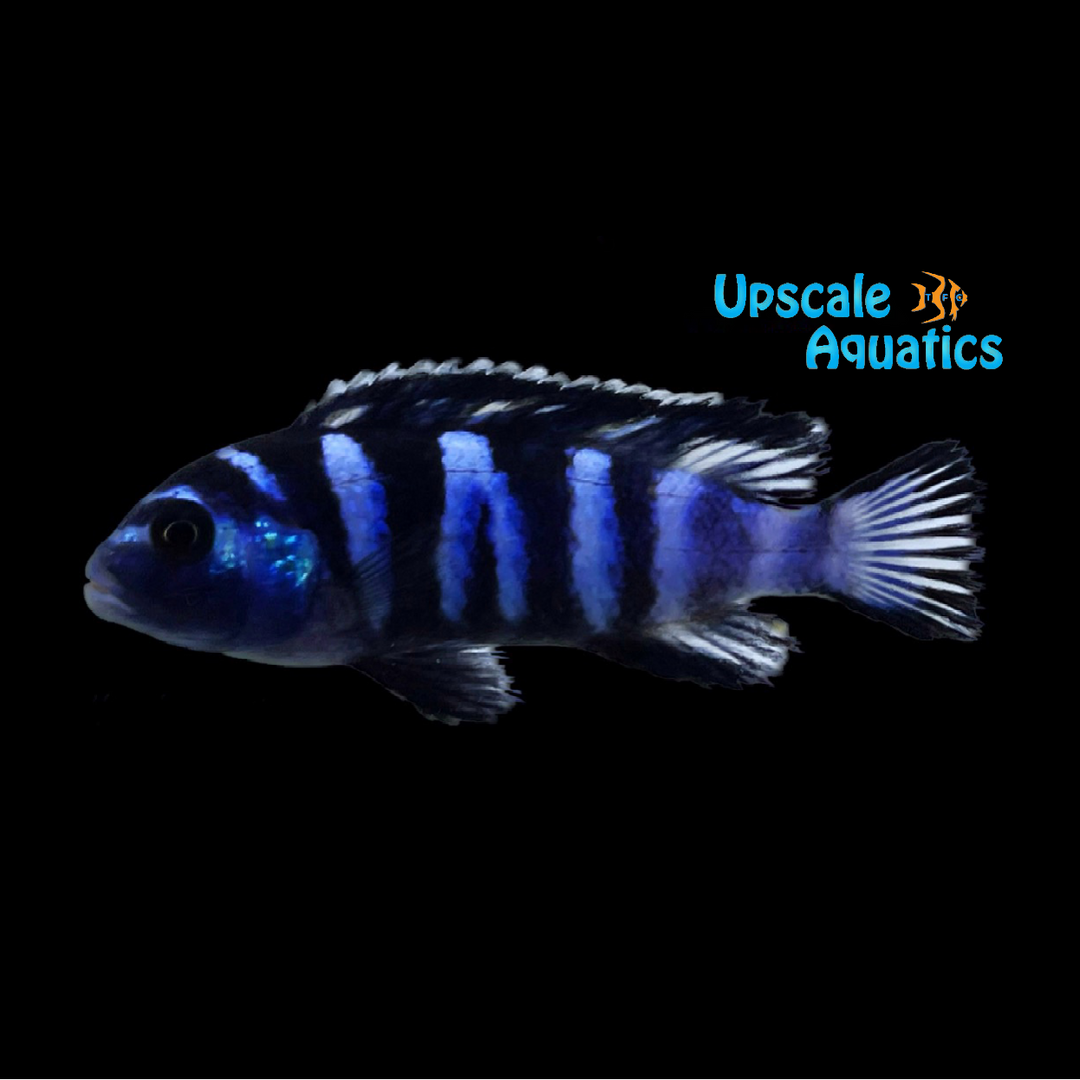 Demasoni Cichlid (Pseudotropheus demasoni)