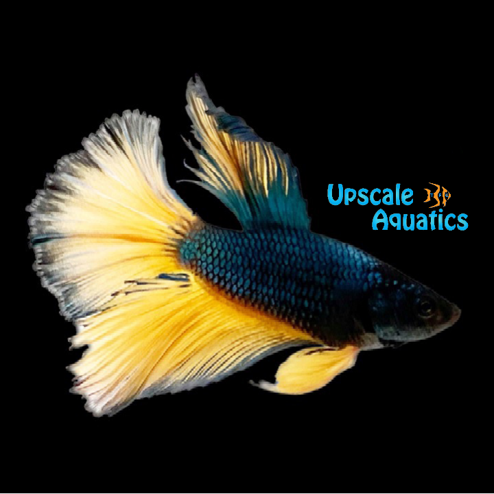 Green Mustard Gas Halfmoon Betta - Male (Betta splendens)