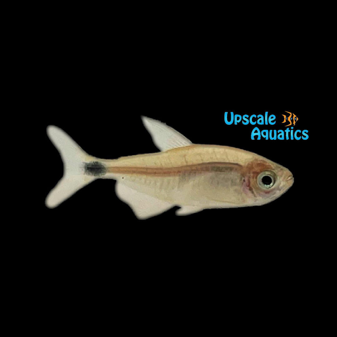 Raccoon Tetra (Hyphessobrycon procyon)